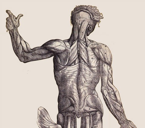 Anatomical drawing of a body with muscles showing illustrating body language