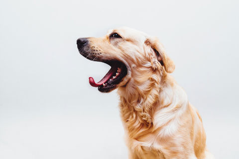 10 ways to spice up your presentation: a yawning Golden Retriever