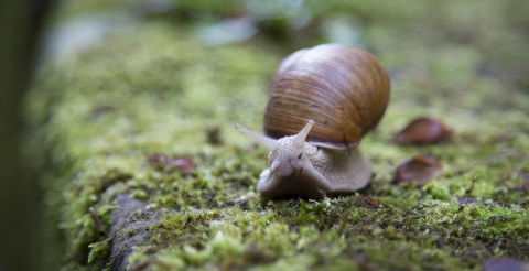 10 ways to spice up your presentation: a garden snail
